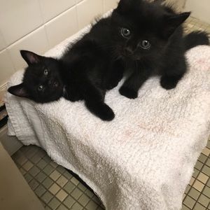 Meet your Posher, Aquavia